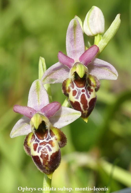 Ophrys sul litorale romano  marzo 2020